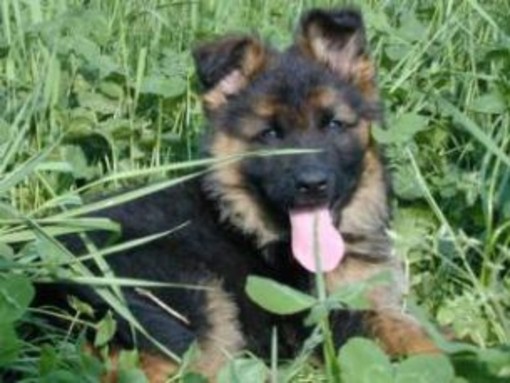 Albenga: smarriti a Diano 2 pastori tedeschi Albenga: smarriti a Diano 2 pastori tedeschi