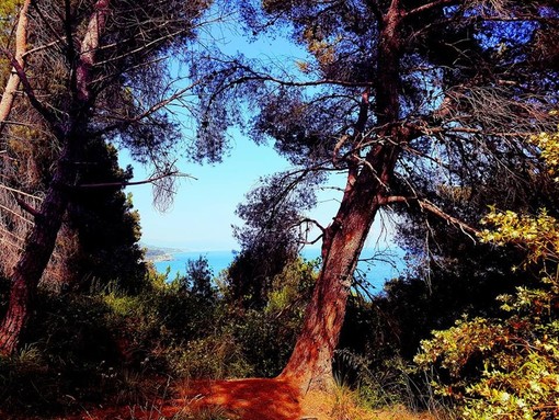 Celle Ligure, il Comune affida un nuovo controllo di stabilità per 16 piante della Pineta Bottini Celle Ligure, il Comune affida un nuovo controllo di stabilità per 16 piante della Pineta Bottini