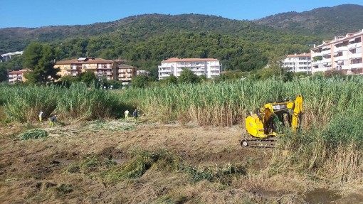 Andora, avviata la pulizia del Merula con lo sfoltimento della vegetazione