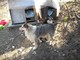 Il terreno messo in vendita, i quattro cani sfrattati dopo la morte del padrone e un'alluvione di email Il terreno messo in vendita, i quattro cani sfrattati dopo la morte del padrone e un'alluvione di email