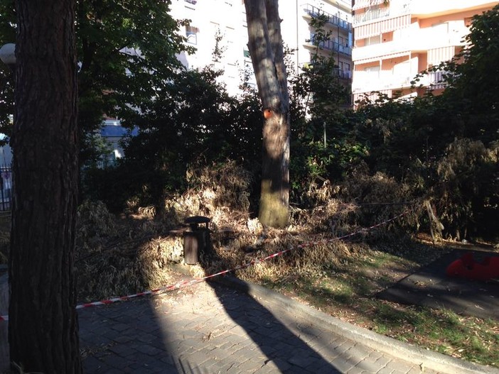 Albenga, alberi potati, ma i rami abbandonati a terra da oltre 2 settimane
