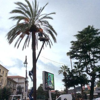 Ceriale: ultimati i lavori di messa a dimora di 6 nuove palme sul Lungomare