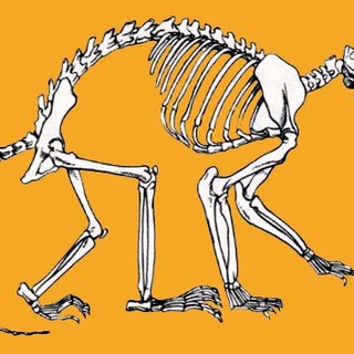 Il costosissimo pachiderma digitale ligure