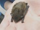 Savona, l'Enpa soccorre un pipistrello ferito Savona, l'Enpa soccorre un pipistrello ferito