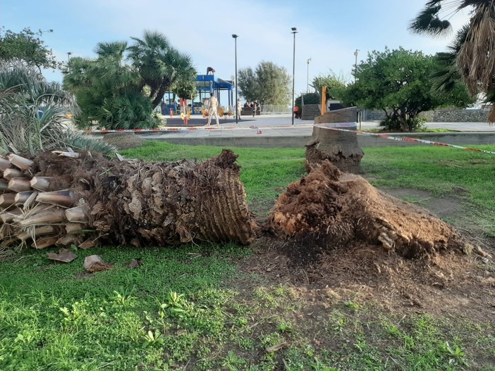 Il forte vento abbatte una palma in corso Vittorio Veneto a Savona