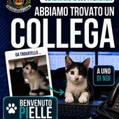 Loano, il gattino trovato in Campo Cadorna diventa la mascotte della Polizia Locale: "Benvenuto Pielle" Loano, il gattino trovato in Campo Cadorna diventa la mascotte della Polizia Locale: "Benvenuto Pielle"