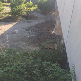 Albenga, al via i lavori per la rimozione dei tronchi sotto il ponte per Bastia