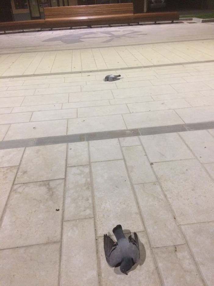 Moria di volatili a Ceriale, Giordano: "Inoltrata notizia di reato"