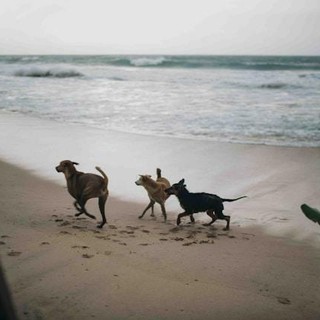 Pet Economy in vacanza: come gestire il budget per i nostri amici a 4 zampe