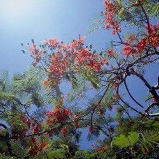 Torna la "Festa di Primavera" a Finalpia