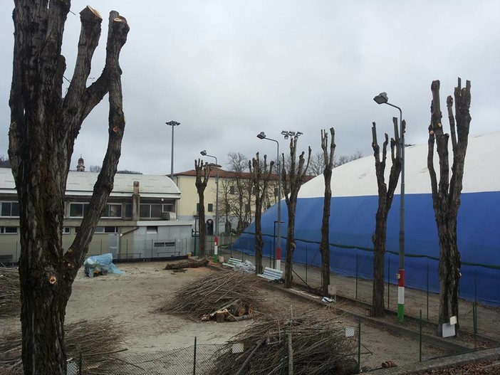 Carcare, potatura e sfoltimento piante