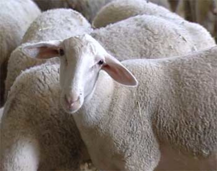 Casi di Blu Tongue in provincia di Savona e Genova: tutto ciò che c’è da sapere