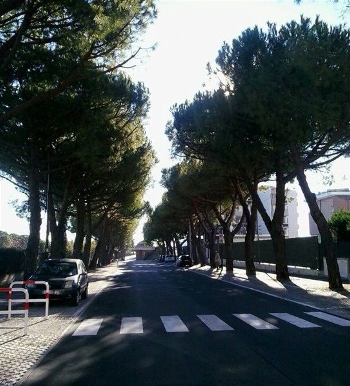 Pini salvi, il WWF si congratula con Albenga Pini salvi, il WWF si congratula con Albenga