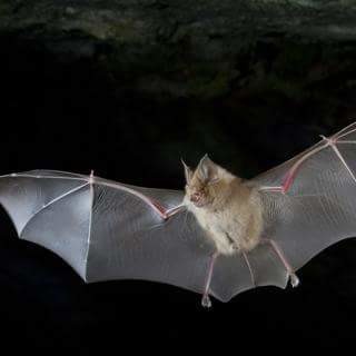 A Ceriale una serata alla scoperta del pipistrello