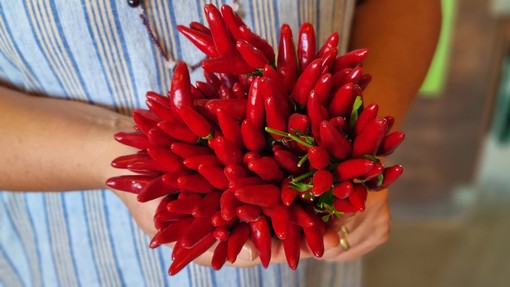 Tutti i benefici del peperoncino: piccante e salutare Tutti i benefici del peperoncino: piccante e salutare