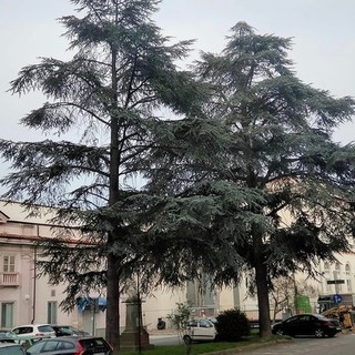 Cairo, taglio dei cedri in piazza Abba. Lambertini: "Progetto presentato da tempo, creeremo un'area verde"