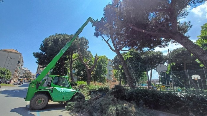 Albisola, controllo degli alberi nel Parco dei Conradi: interdetta l'area e il parcheggio Albisola, controllo degli alberi nel Parco dei Conradi: interdetta l'area e il parcheggio