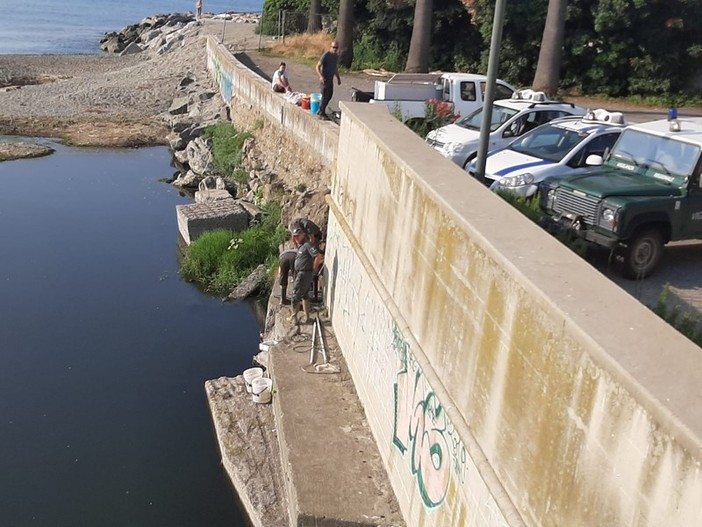 Recupero pesci a Savona, l'assessore regionale Mai: "Concluso con successo l'intervento alla foce del Letimbro" Recupero pesci a Savona, l'assessore regionale Mai: "Concluso con successo l'intervento alla foce del Letimbro"