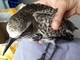 Savona, i volontari Enpa soccorrono una pivieressa Savona, i volontari Enpa soccorrono una pivieressa