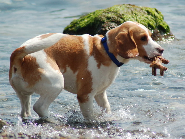 Vacanze, Coldiretti: "Cresce l’ospitalità 'pet friendly' in Liguria" Vacanze, Coldiretti: "Cresce l’ospitalità 'pet friendly' in Liguria"