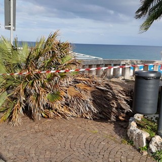 Celle, caduta una palma sul lungomare Crocetta