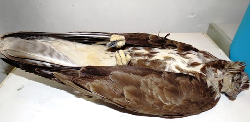 Savona, poiana muore nonostante il soccorso dell'Enpa