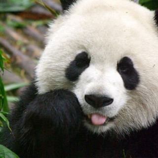 Un panda in Valbormida