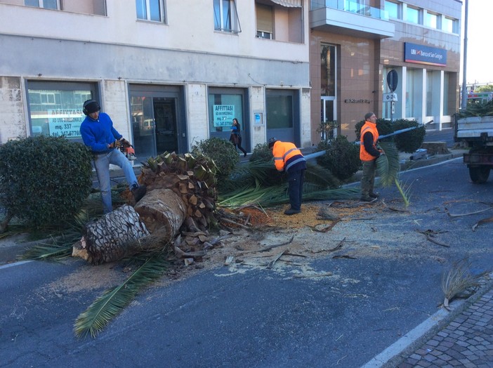 Albenga: il sindaco Cangiano "La scelta di abbattere alcune palme è stata saggia" Albenga: il sindaco Cangiano "La scelta di abbattere alcune palme è stata saggia"
