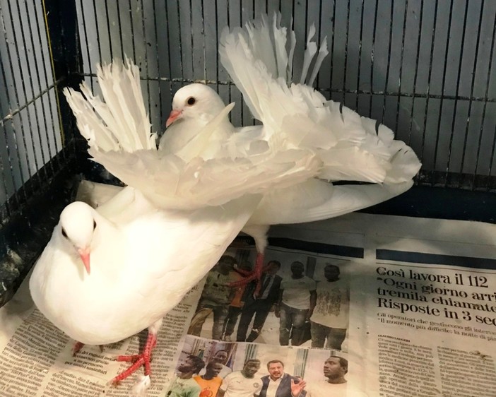 Cairo, due colombe pavoncelle consegnate alle cure dei volontari della Protezione Animali