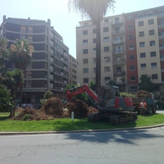 Savona, in settimana via ai lavori di piantumazione delle palme in piazza Saffi