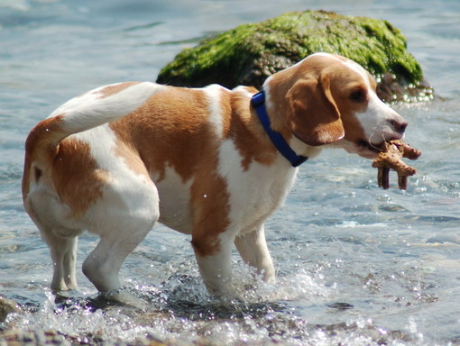 Vacanze, Coldiretti: "Cresce l’ospitalità 'pet friendly' in Liguria" Vacanze, Coldiretti: "Cresce l’ospitalità 'pet friendly' in Liguria"
