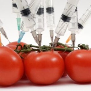 Agricoltura, i verdi savonesi contro la diffusione dei prodotti OGM