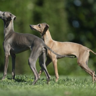 Razze di cani piccoli: i più affettuosi, agili e intelligenti da conoscere