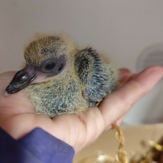 Mamma piccione abbandona i piccoli nel nido su un balcone : salvati e affidati al CRAS di Savona