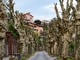 Altare, manutenzione del verde pubblico: interventi sui platani per sicurezza e decoro urbano