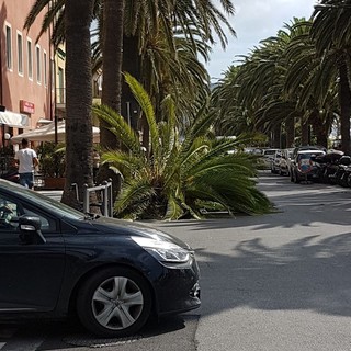 Palma "decapitata" piomba sul lungomare di Pietra Ligure