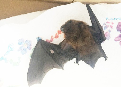 Pipistrello ferito ad un'ala sul Beigua: soccorso dall'Enpa
