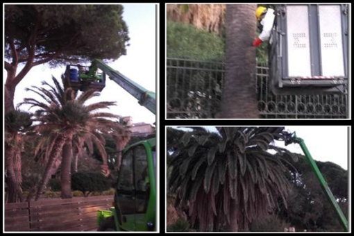 Celle Ligure: prosegue la lotta alla minaccia del punteruolo rosso