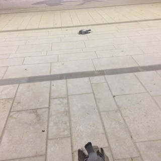 Moria di volatili a Ceriale, Giordano: "Inoltrata notizia di reato"