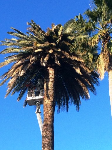 Albenga, salvate le palme in cura dal punteruolo rosso