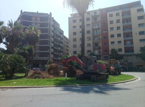 Savona, in settimana via ai lavori di piantumazione delle palme in piazza Saffi