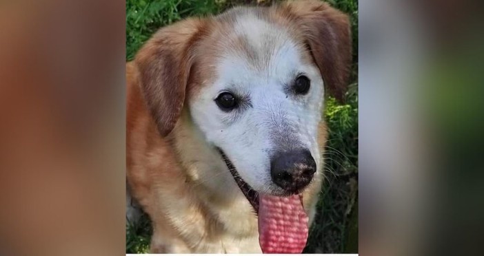 Stella, la storia a lieto fine del cane Paquito: dopo 9 anni trova casa