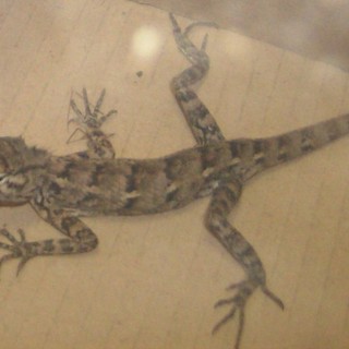 Savona: pogona, dall&amp;#039;Australia a Cairo attraverso l&amp;#03