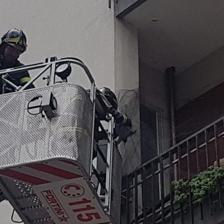Vigili del fuoco salvano un piccione intrappolato in una rete ad Albenga (FOTO e VIDEO)