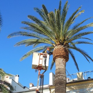Finale Ligure in prima linea nella lotta contro il punteruolo rosso Finale Ligure in prima linea nella lotta contro il punteruolo rosso