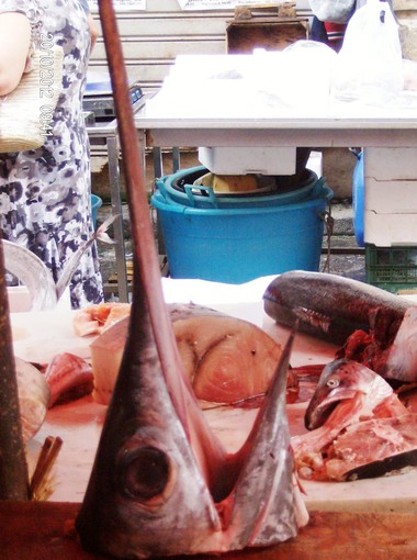 Fermo pesca per il pesce spada, Enpa "Meglio di niente"