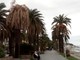 Fungo "fusarium": individuato il killer delle palme di Varazze
