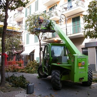 Albenga: in via dei Mille sono partiti i lavori di potatura delle magnolie