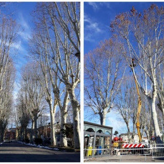 Carcare, iniziata la potatura dei platani di viale Orlando Scarrone (FOTO) Carcare, iniziata la potatura dei platani di viale Orlando Scarrone (FOTO)
