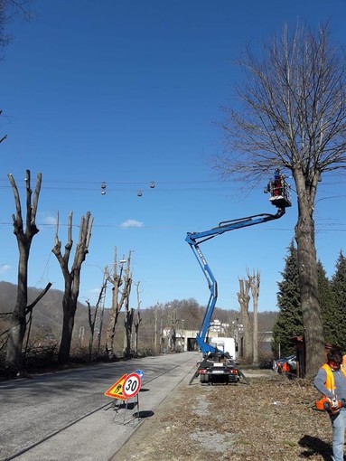 Ferrania, iniziata la potatura degli alberi in viale della Libertà